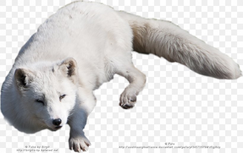 Arctic Fox Alaskan Tundra Wolf Polar Bear, PNG, 1199x756px, Arctic Fox, Alaskan Tundra Wolf, Arctic, Bear, Canidae Download Free