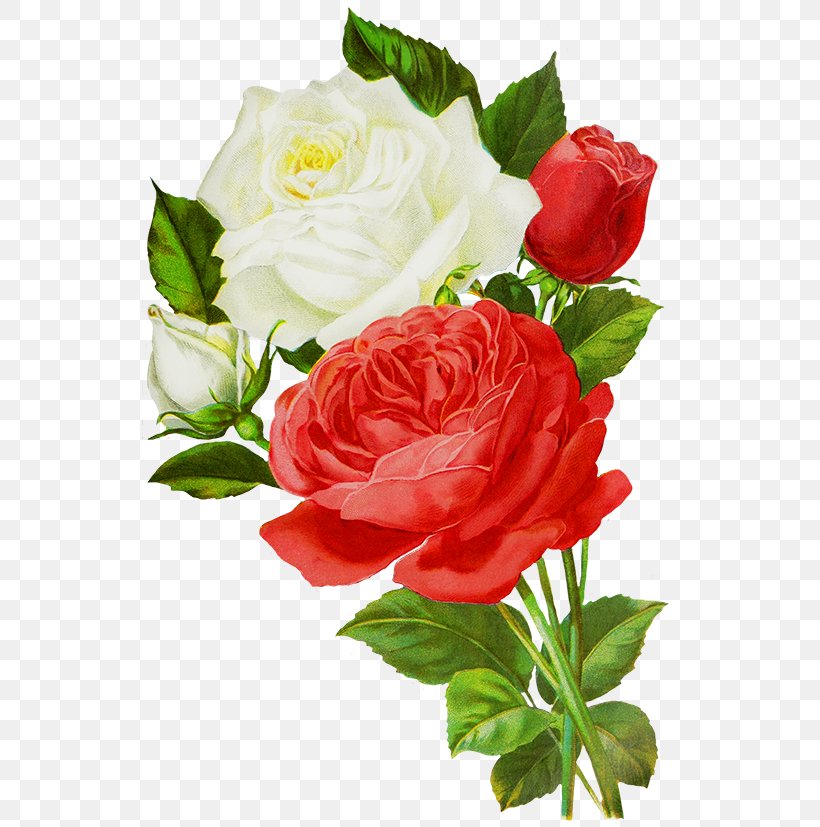 Centifolia Roses Flower Bouquet Red Cut Flowers, PNG, 535x827px, Centifolia Roses, Annual Plant, Artificial Flower, China Rose, Cut Flowers Download Free