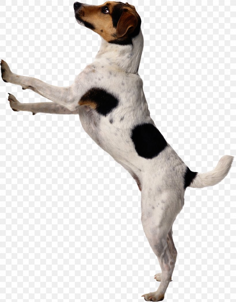 Dog Puppy Housetraining Door Bells & Chimes Pet, PNG, 2316x2968px, Dog, American Foxhound, Animal Training, Beagle, Bell Download Free