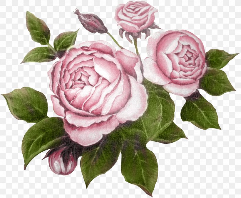 Garden Roses Flower Raster Graphics Editor Clip Art, PNG, 2406x1972px, Garden Roses, Camellia, Centifolia Roses, Cut Flowers, Decoupage Download Free