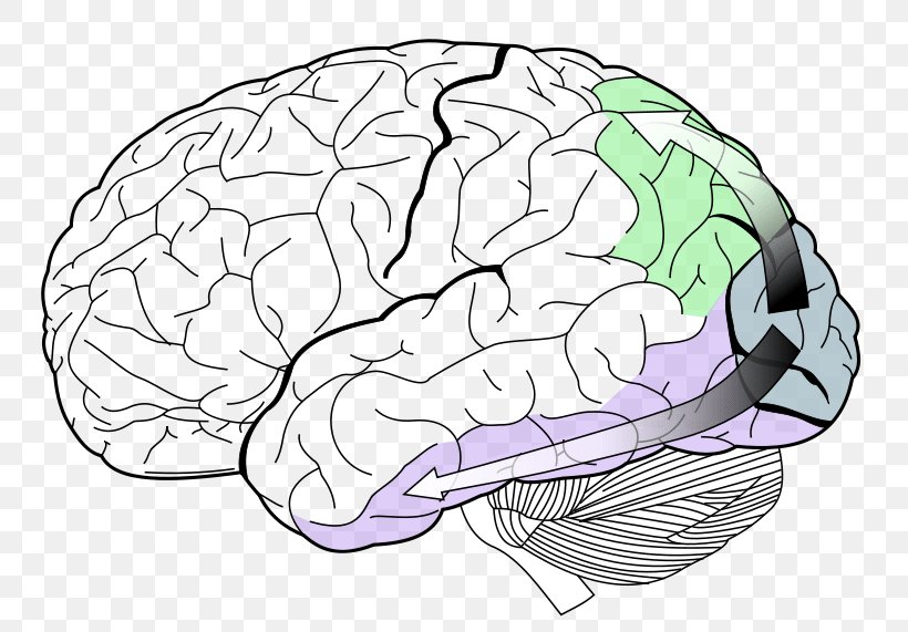 Lobes Of The Brain Occipital Lobe Temporal Lobe Visual Cortex, PNG, 800x571px, Watercolor, Cartoon, Flower, Frame, Heart Download Free