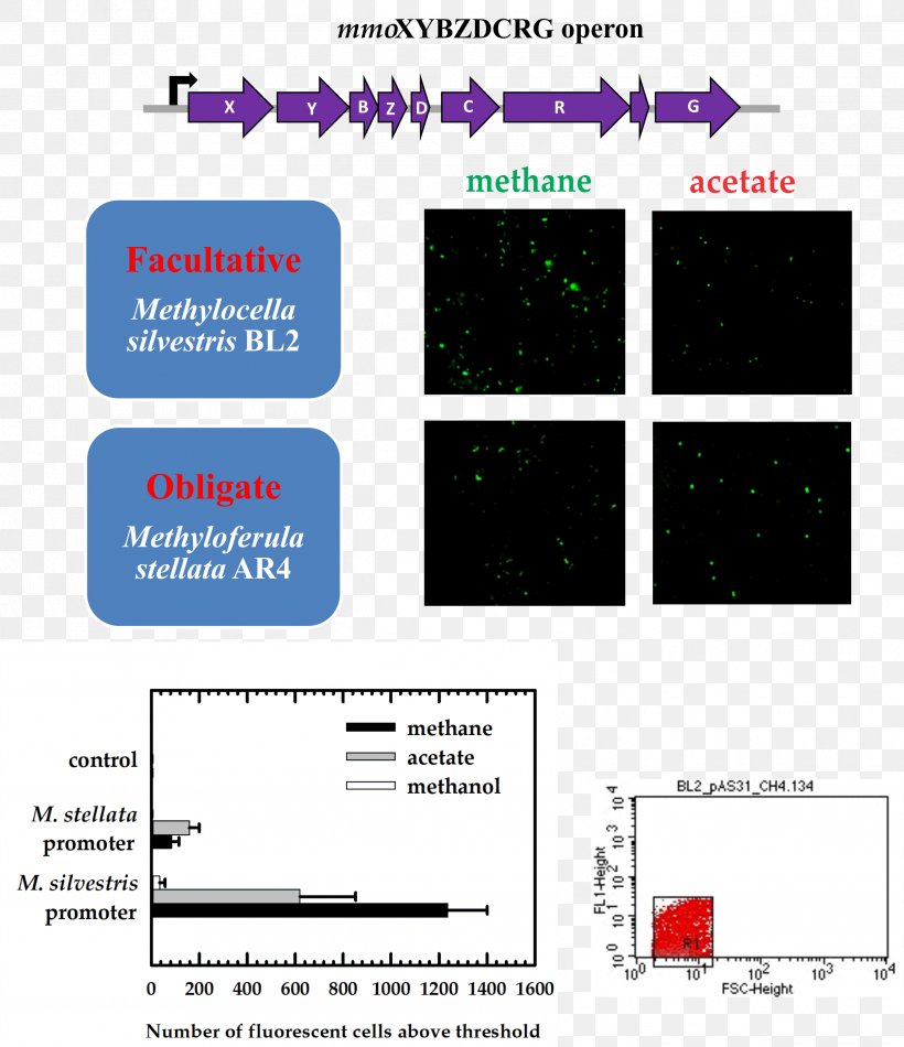 Methane Monooxygenase Open Access Journal Microorganism Methanotroph MDPI, PNG, 2432x2820px, Methane Monooxygenase, Academic Journal, Area, Brand, Diagram Download Free