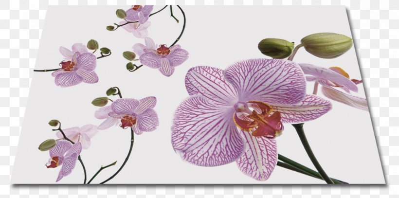 Moth Orchids Floral Design Cut Flowers Petal, PNG, 1188x591px, Moth Orchids, Cut Flowers, Flora, Floral Design, Floristry Download Free
