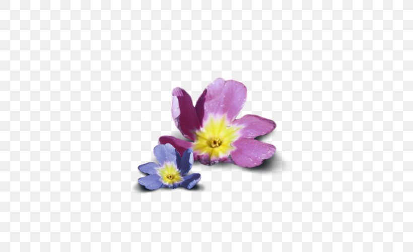 Petal Primrose Dietary Supplement Violet Flower, PNG, 500x500px, Petal, Annual Plant, Artificial Flower, Dietary Supplement, Fish Oil Download Free