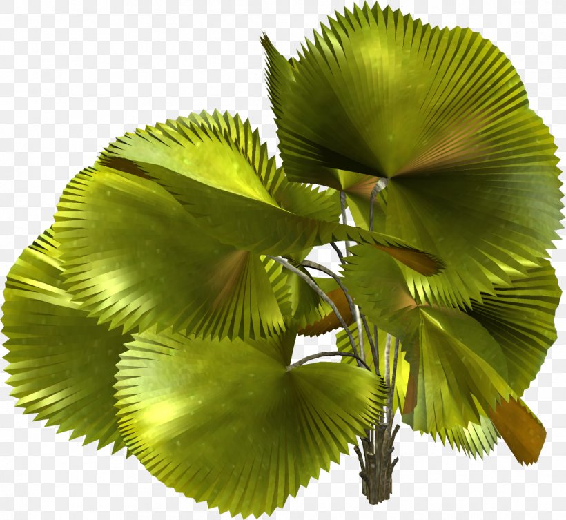 Plant Leaf Tree, PNG, 1143x1050px, Plant, Leaf, Tree Download Free