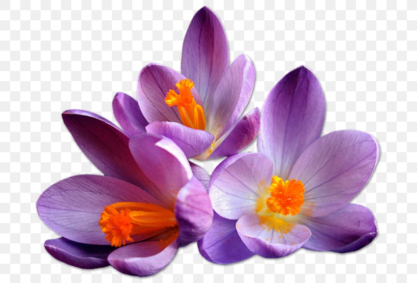 Saffron Flower Clip Art, PNG, 700x558px, Saffron, Cafe Bazaar, Crocus, Flower, Flowering Plant Download Free