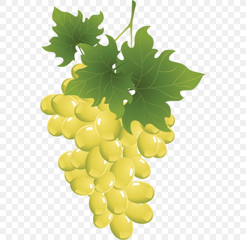 Sultana Grape Seedless Fruit Raceme Drawing, PNG, 552x800px, Watercolor, Cartoon, Flower, Frame, Heart Download Free
