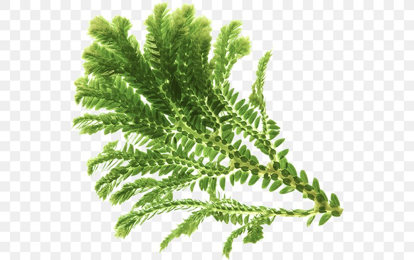 Vascular Plant Fern Equisetum Tree, PNG, 544x516px, Plant, Energy, Equisetum, Evolution, Fern Download Free