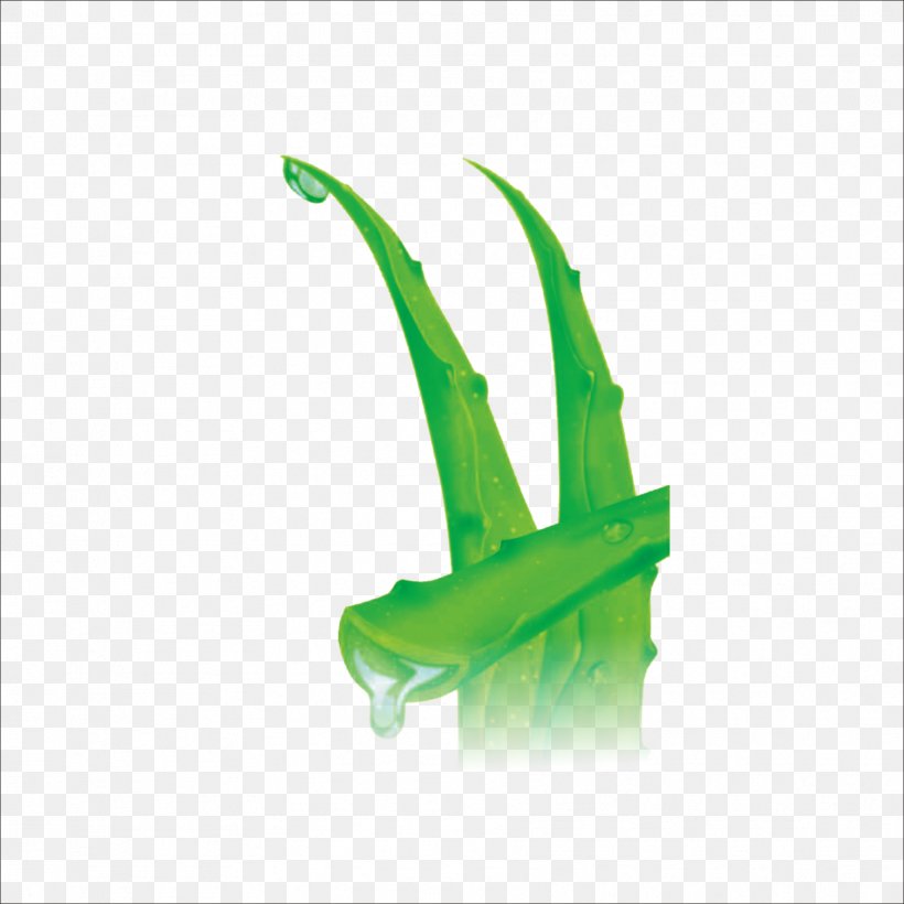 Download Icon, PNG, 1773x1773px, Aloe, Chinese Herbology, Computer, Fin, Grass Download Free