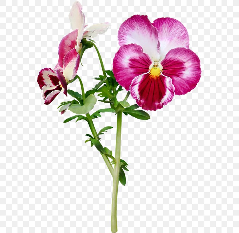 Pansy Cut Flowers Purple, PNG, 565x800px, Pansy, Annual Plant, Blog, Cut Flowers, Floral Design Download Free