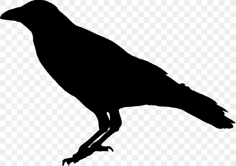 The Raven Common Raven, PNG, 2000x1410px, Raven, Animation, Beak, Bird, Bit Download Free