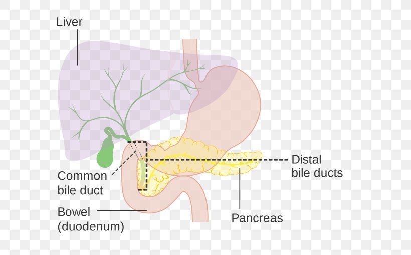 Bile Acid Dengue Digestion Homeostasis, PNG, 645x509px, Watercolor, Cartoon, Flower, Frame, Heart Download Free