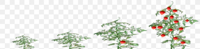 Christmas Tree Spruce Christmas Ornament Fir Twig, PNG, 1600x400px, Christmas Tree, Aquifoliaceae, Border, Branch, Christmas Download Free