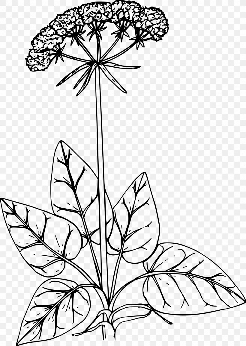 Floral Design California Buckwheat Drawing Ornamental Plant, PNG, 1702x2400px, Floral Design, Art, Artwork, Black And White, Branch Download Free