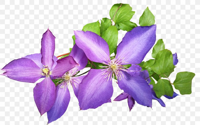 Flowers Background, PNG, 1280x806px, Plants, Asian Virginsbower, Balloon Flower, Bellflower, Bellflower Family Download Free