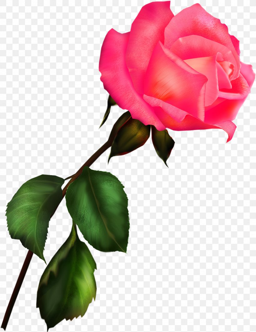 Garden Roses Blue Rose Clip Art, PNG, 1065x1380px, Garden Roses, Archive File, Blue Rose, Bud, China Rose Download Free
