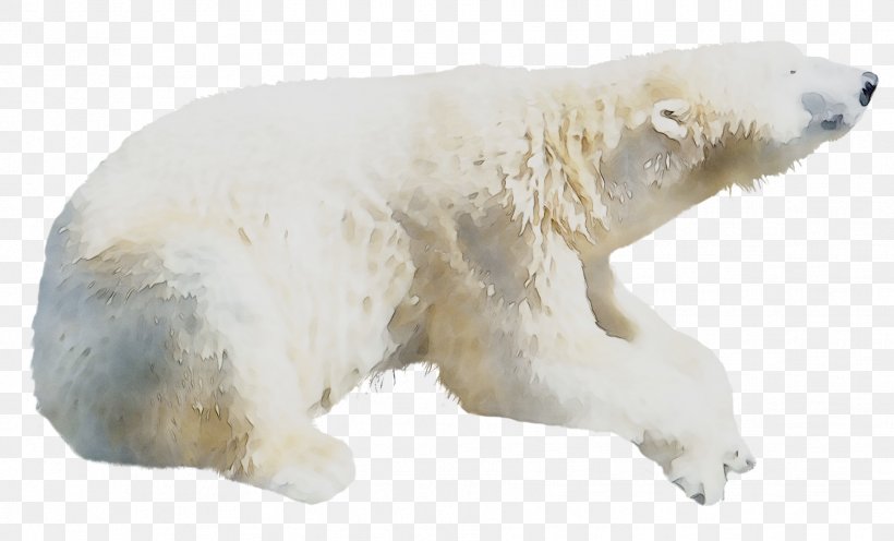 Polar Bear Terrestrial Animal Snout, PNG, 1829x1107px, Polar Bear, Animal, Animal Figure, Bear, Carnivore Download Free