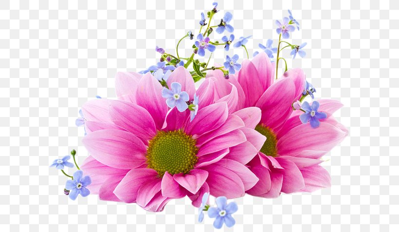 Flower Desktop Wallpaper Clip Art Chrysanthemum, PNG, 624x476px, 1610, Flower, Blossom, Chrysanthemum, Chrysanths Download Free