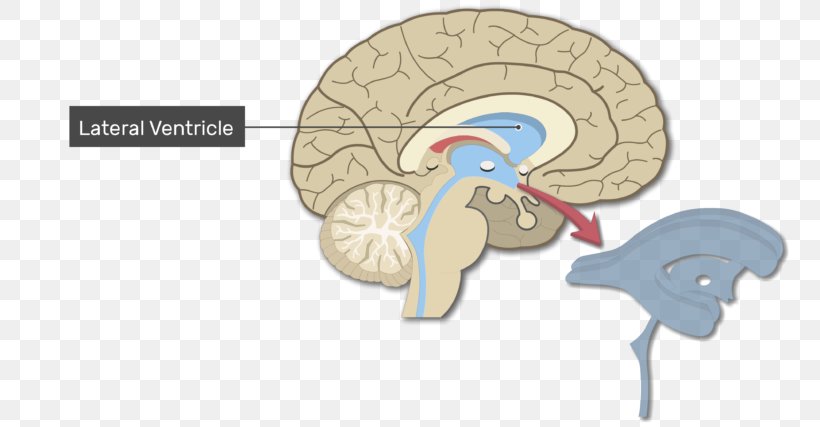 Ventricular System Human Brain Lateral Ventricles Anatomy, PNG, 770x427px, Watercolor, Cartoon, Flower, Frame, Heart Download Free