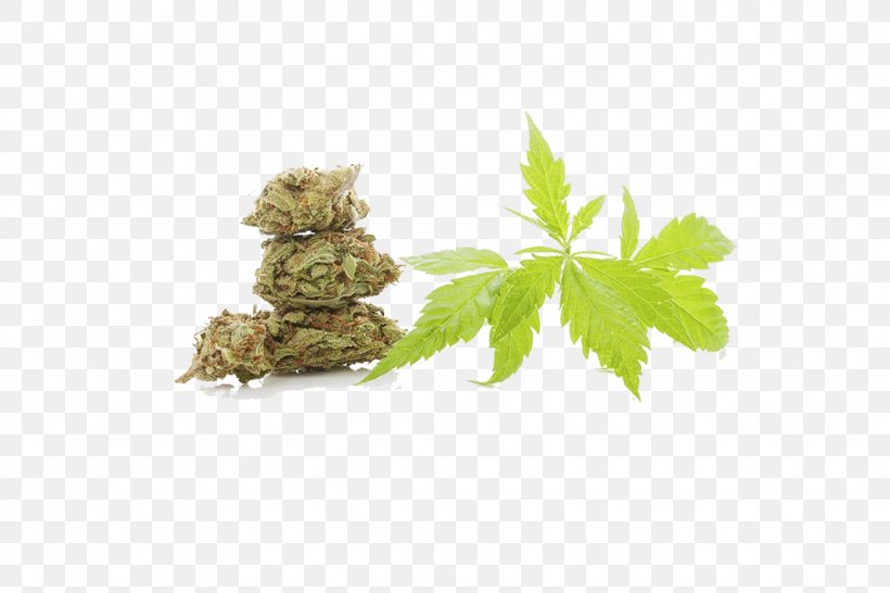 Cannabis Sativa Drug Hemp, PNG, 1024x683px, Cannabis Sativa, Cannabis, Drug, Grass, Hashish Download Free