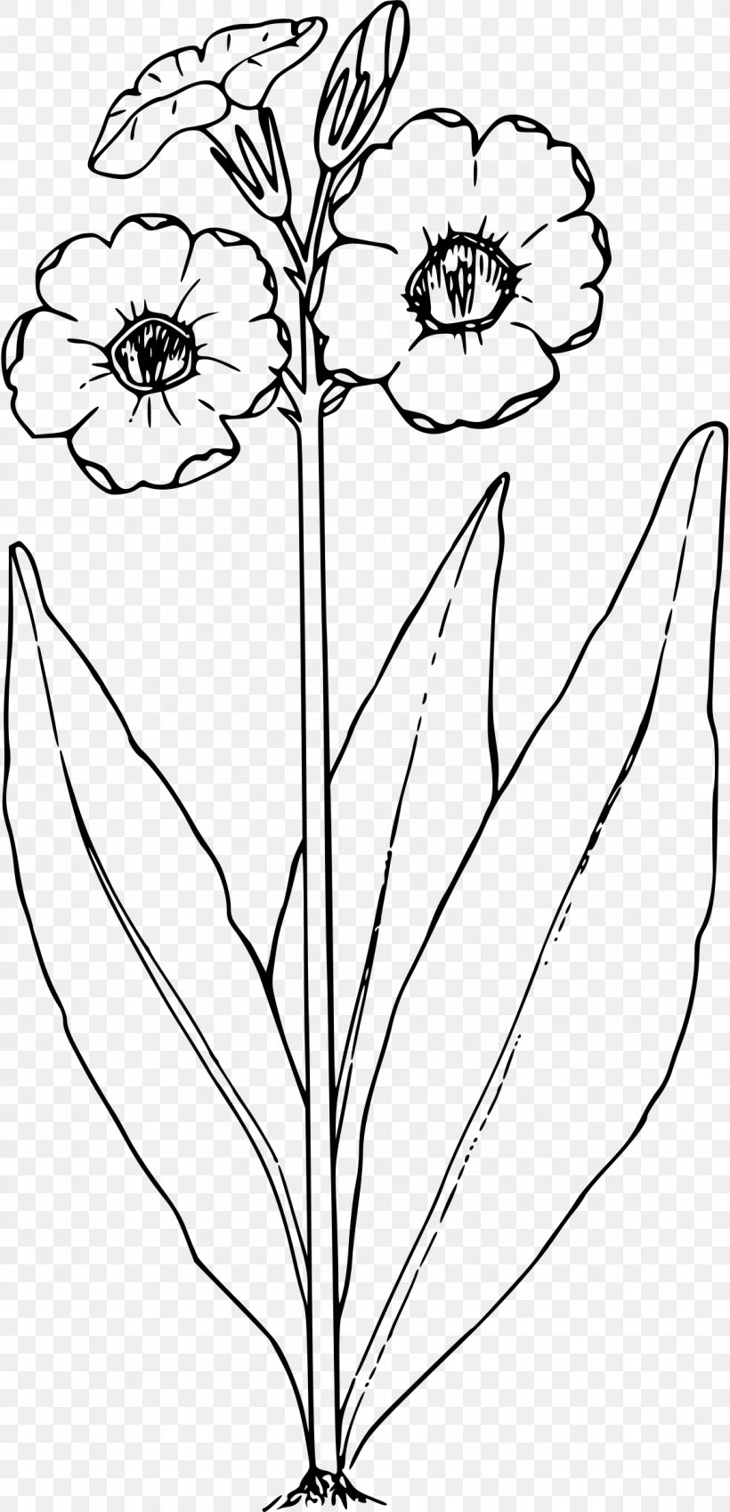 Primrose Drawing Black And White Clip Art, PNG, 1159x2400px, Primrose, Area, Art, Black And White, Branch Download Free