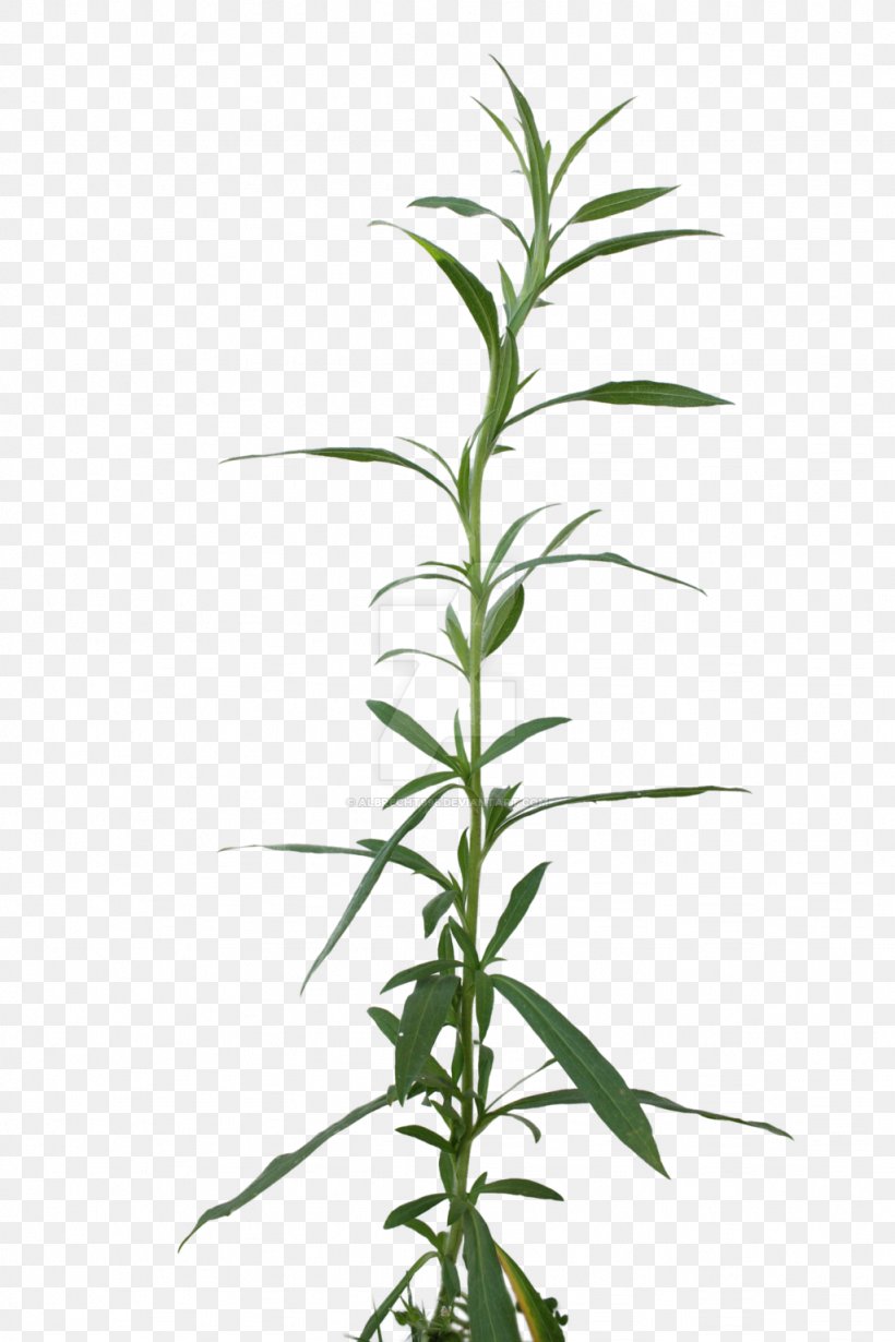 Cannabis Sativa Leaf Bud Plant Stem, PNG, 1024x1536px, Cannabis, Bud, Cannabis Sativa, Cannabis Smoking, Grass Family Download Free