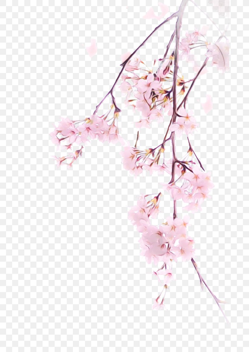 Cherry Blossom, PNG, 691x1157px, Watercolor, Blossom, Branch, Cherry Blossom, Flower Download Free
