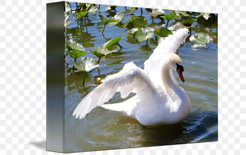 Cygnini Duck Gallery Wrap Pond Canvas, PNG, 650x518px, Cygnini, Art, Beak, Bird, Canvas Download Free