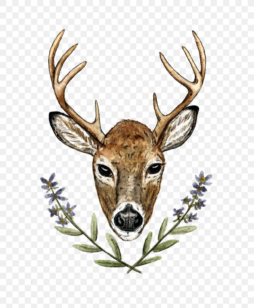 Elk Red Deer Antler White-tailed Deer, PNG, 768x994px, Elk, Antler, Deer, Fauna, Horn Download Free