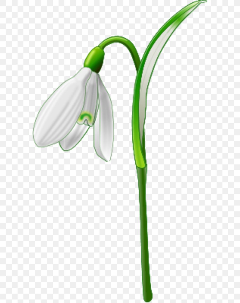 Galanthus Nivalis Clip Art, PNG, 600x1032px, Galanthus Nivalis, Flower, Flowering Plant, Free Content, Pixabay Download Free