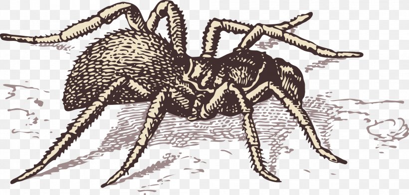 Spider T-shirt Illustration, PNG, 1995x954px, Spider, Animal, Ant, Arachnid, Arthropod Download Free