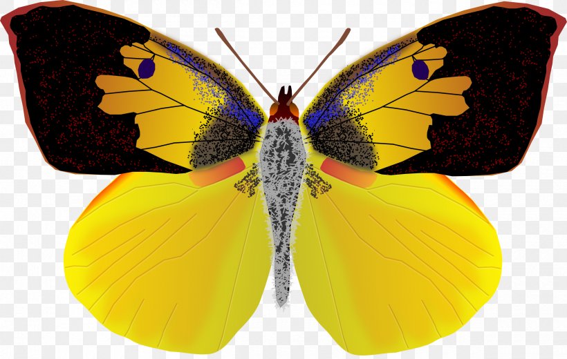 California Butterfly Dog Insect Coliadinae, PNG, 2400x1523px, California, Arthropod, Brush Footed Butterfly, Butterfly, Butterfly Net Download Free