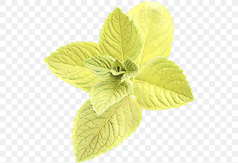 Leaf Plant Flower Herb Mint, PNG, 523x562px, Cartoon, Basil, Flower, Flowering Plant, Herb Download Free