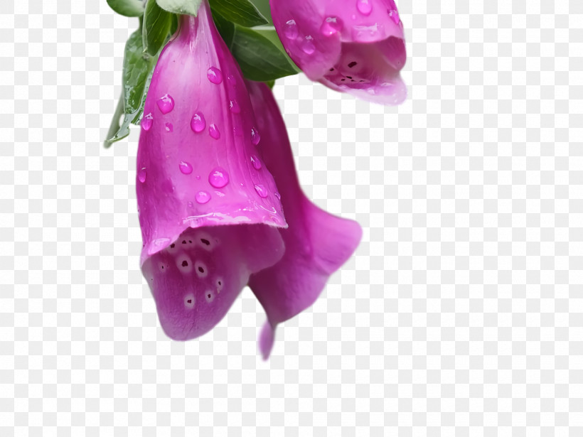Rose, PNG, 1920x1440px, Petal, Biology, Cut Flowers, Flower, Herbaceous Plant Download Free