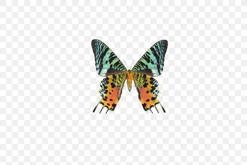 Butterfly Uraniinae Chrysiridia Rhipheus Moth Clip Art, PNG, 600x550px, Butterfly, Arthropod, Brush Footed Butterfly, Butterflies And Moths, Chrysiridia Rhipheus Download Free