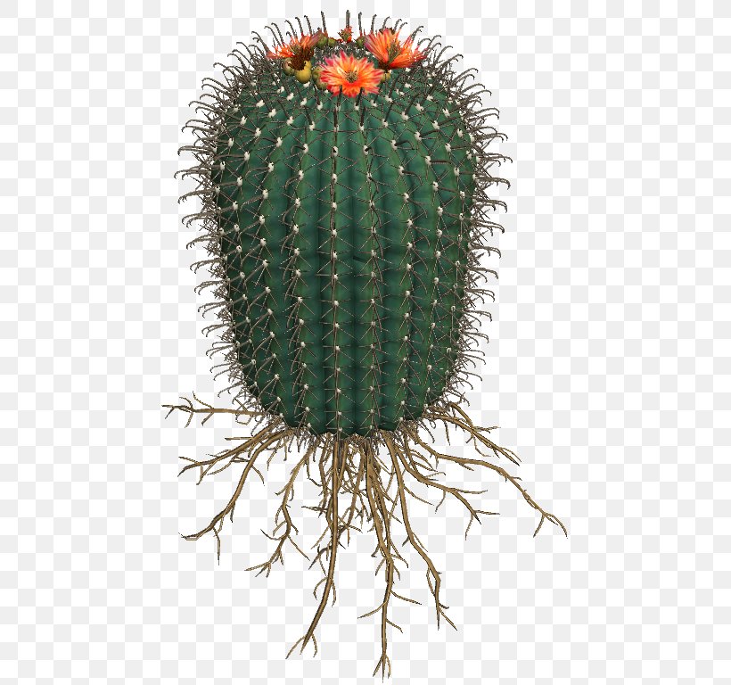 Cactaceae Succulent Plant San Pedro Cactus Flowering Plant, PNG, 608x768px, Cactaceae, Cactus, Caryophyllales, Coryphantha, Flower Download Free