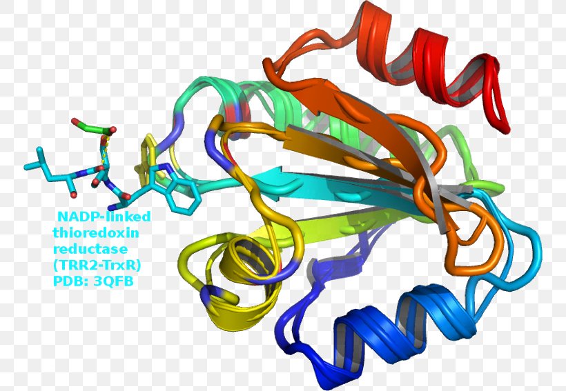 Nicotinamide Adenine Dinucleotide Phosphate Thioredoxin Pentose Phosphate Pathway, PNG, 752x567px, Nicotinamide Adenine Dinucleotide, Adenine, Art, Artwork, Enzyme Download Free