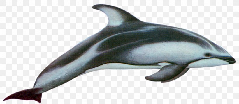 Pacific White-sided Dolphin Hourglass Dolphin Atlantic White-sided Dolphin Dusky Dolphin Rough-toothed Dolphin, PNG, 1431x626px, Pacific Whitesided Dolphin, Amazon River Dolphin, Animal Figure, Atlantic Whitesided Dolphin, Cetacea Download Free