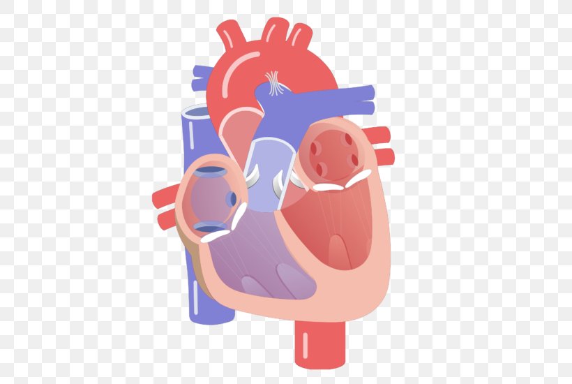 Cardiac Cycle Electrical Conduction System Of The Heart Heart Valve Cardiac Muscle, PNG, 666x550px, Watercolor, Cartoon, Flower, Frame, Heart Download Free