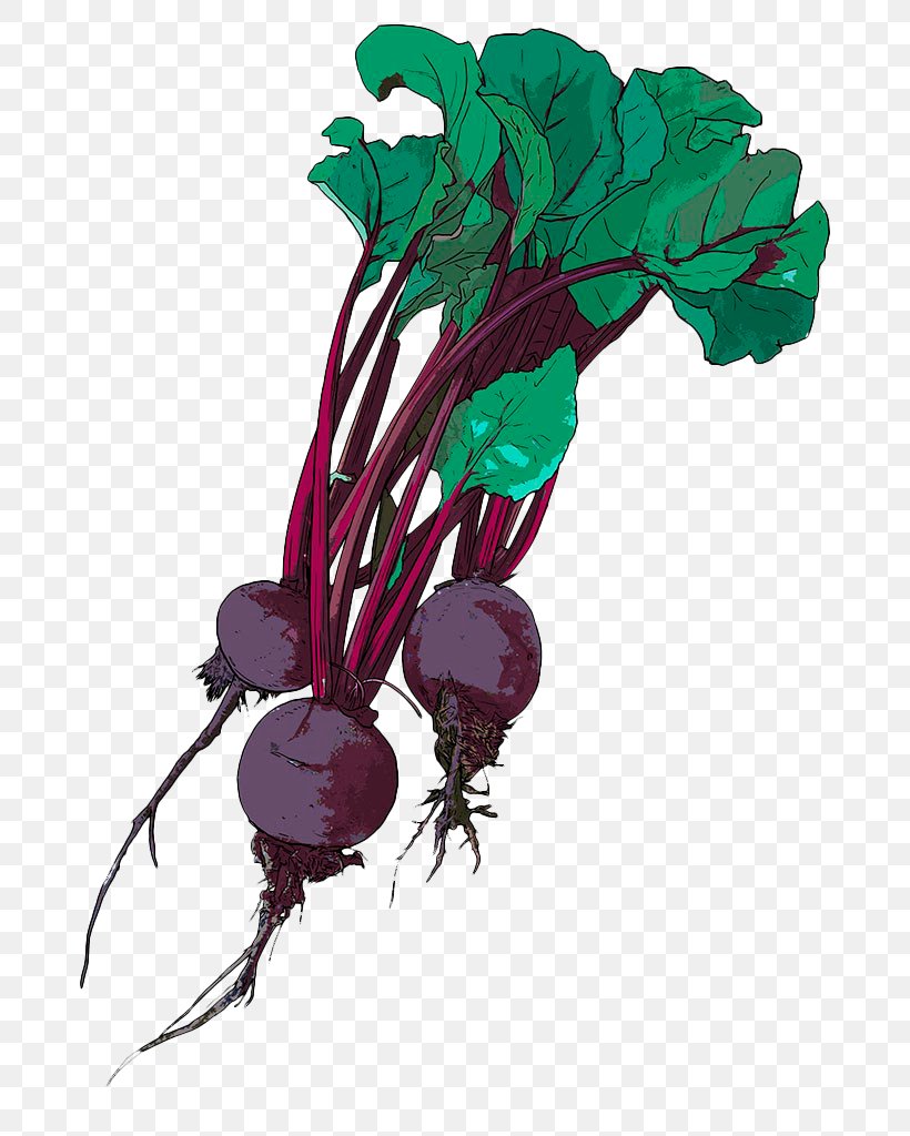 Chard Drawing Beetroot Illustration, PNG, 724x1024px, Daikon, Beetroot, Branch, Chard, Common Beet Download Free