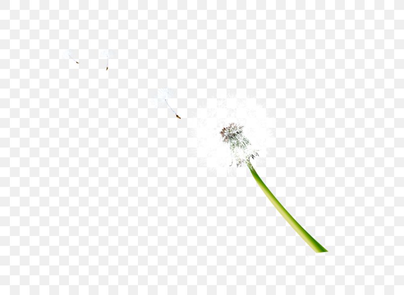 Dandelion Download Pattern, PNG, 600x600px, Dandelion, Co Cou90fdu53ef, White Download Free