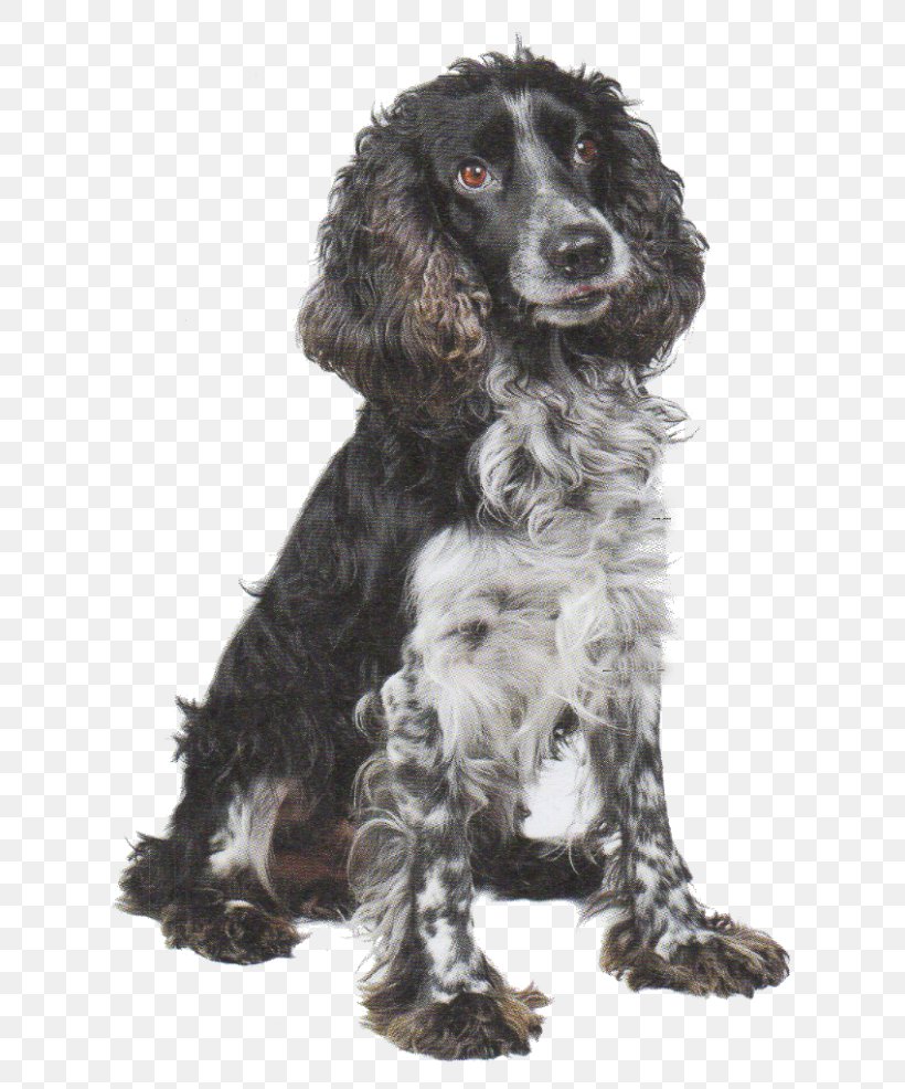 springer spaniel american