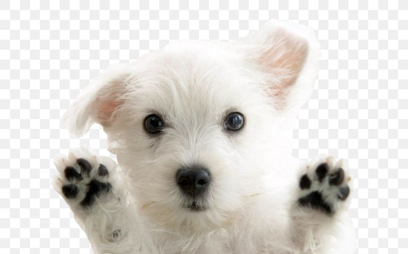 West Highland White Terrier Puppy Giant Panda Red Panda, PNG, 1280x800px, West Highland White Terrier, Bichon, Breed, Carnivoran, Companion Dog Download Free