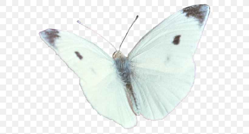 Brush-footed Butterflies Pieridae Gossamer-winged Butterflies Moth Butterfly, PNG, 592x444px, Brushfooted Butterflies, Arthropod, Brush Footed Butterfly, Butterfly, Cabbage White Download Free