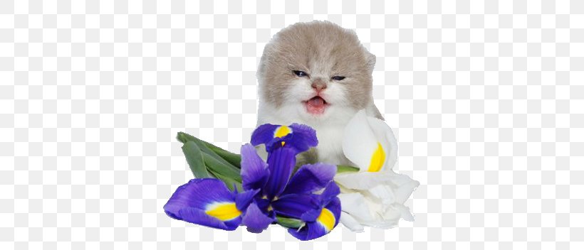Kitten Whiskers, PNG, 362x352px, Kitten, Cat, Cat Like Mammal, Flower, Flowering Plant Download Free