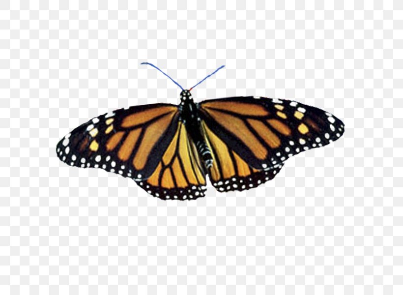 Monarch Butterfly Pieridae Butterfly Gardening Brush-footed Butterflies, PNG, 600x600px, Monarch Butterfly, Arthropod, Backyard, Brush Footed Butterfly, Brushfooted Butterflies Download Free