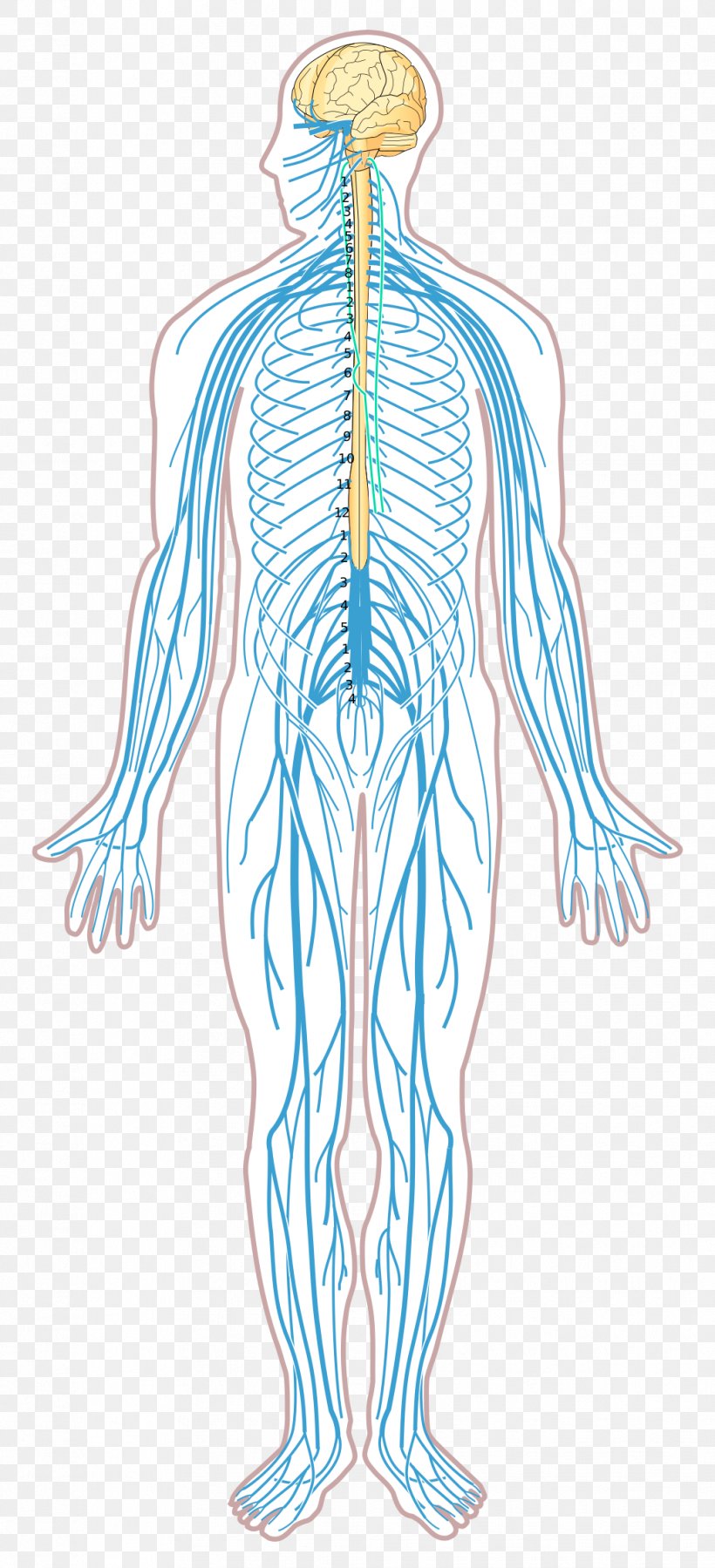 Nervous System Disease Nerve Diagram Human Body, PNG, 1032x2265px, Watercolor, Cartoon, Flower, Frame, Heart Download Free