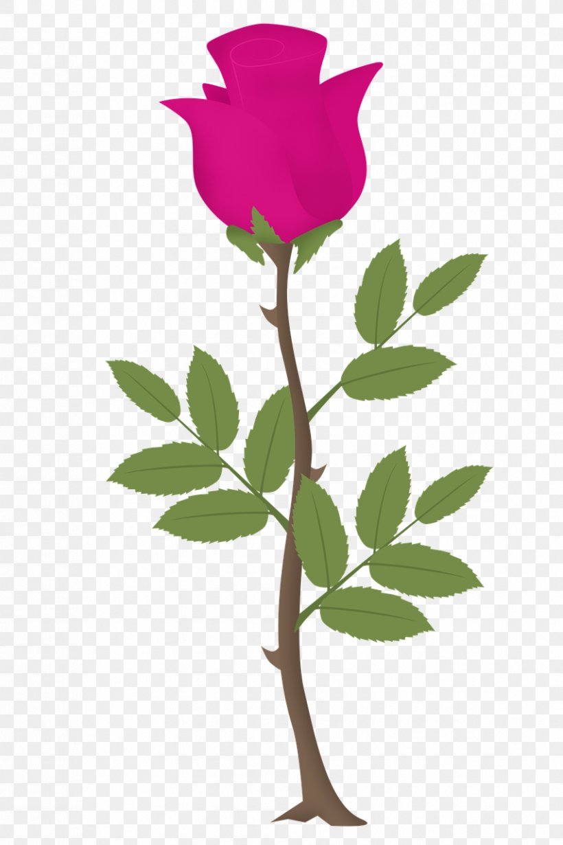 Pink Rose Flower, PNG, 853x1280px, Pink, Branch, Cut Flowers, Drawing, Flora Download Free