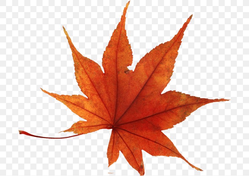Autumn Leaf Color Clip Art, PNG, 700x581px, Autumn Leaf Color, Autumn, Image Resolution, Leaf, Maple Leaf Download Free