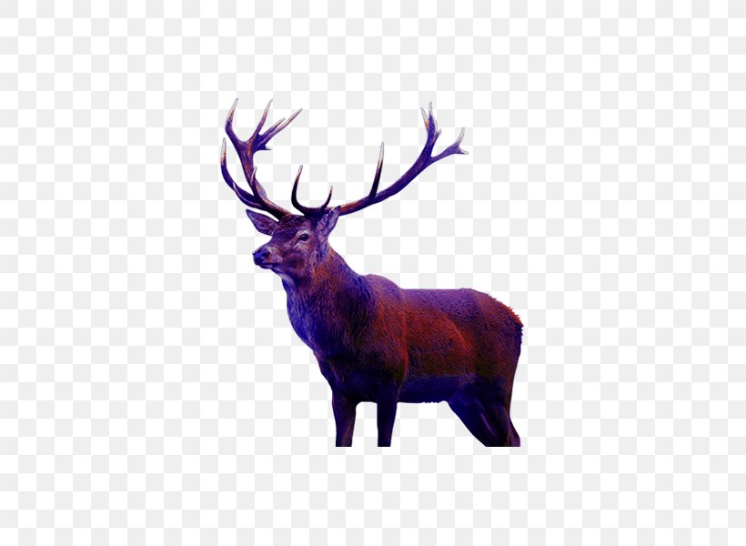 Elk Reindeer Antelope Santa Claus, PNG, 600x600px, Elk, Animal, Antelope, Antler, Christmas Download Free
